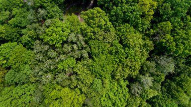 Üstten Görünüm bahar orman. Havadan görünümü.
