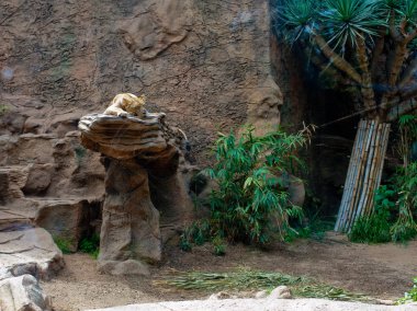 Bir taş hayvanat bahçesindeki aslan uyuyor.