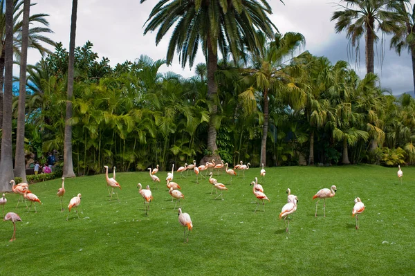 Rózsaszín Flamingók Séta Egy Zöld Tisztáson — Stock Fotó