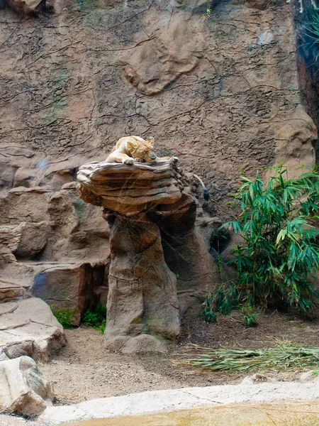 Lion Sleeps Stone Zoo — Stock Photo, Image