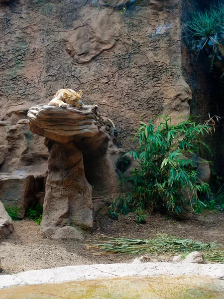 Lion Sleeps Stone Zoo — Stock Photo, Image