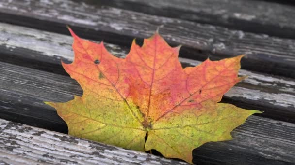 Осінній лист на дерев'яній лавці. Краплі води падають на лист . — стокове відео