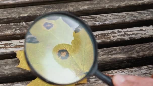 Studying autumn leaf with magnifying glass. — Stock Video