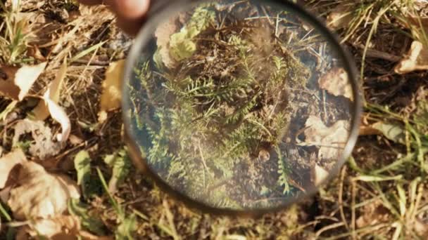 Studying autumn leaf with magnifying glass. — Stock Video
