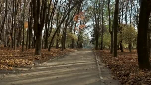 Vue sur la forêt d'automne par une journée ensoleillée.