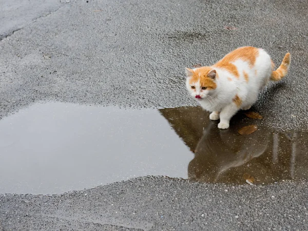 Homeless Cat Drinking Water Puddle Pavement — Stock Photo, Image
