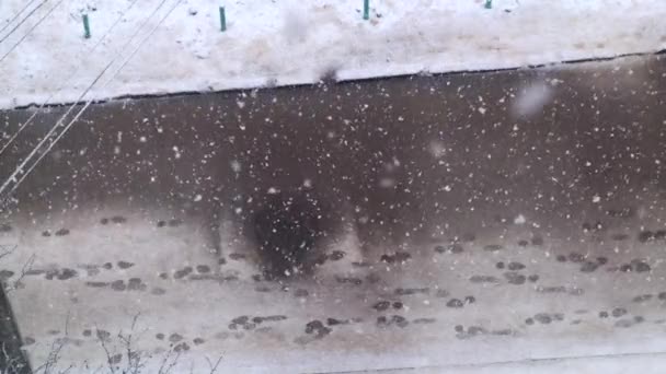 Strong snow falls on the street. — ストック動画