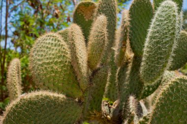 Gökyüzüne karşı kocaman yeşil bir kaktüs.
