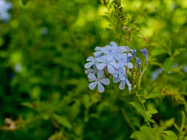 Niebieski Kwiat Zielonym Tle — Zdjęcie stockowe