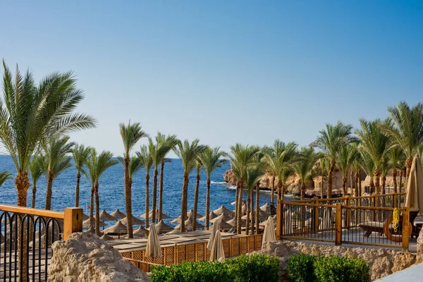 Strand Mit Palmen Sonnenschirmen Und Liegestühlen — Stockfoto
