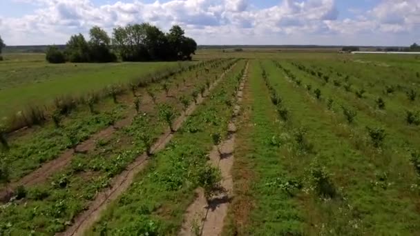 Вид з повітря на молодий сад. Фермерські поля . — стокове відео