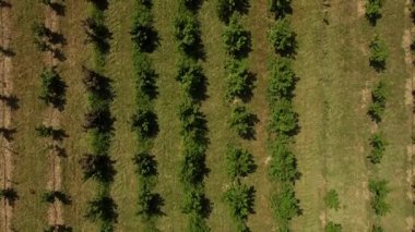 Genç bir bahçe manzarası. Çiftlik alanları.
