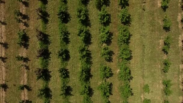 Vue de dessus du jeune jardin. Champs agricoles . — Video