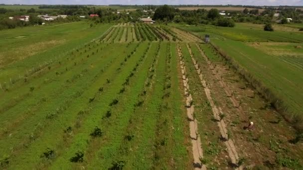 Légi kilátás a fiatal kertre. Mezőgazdasági területek. — Stock videók