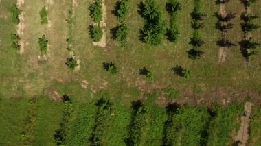 Genç bir bahçe manzarası. Çiftlik alanları.