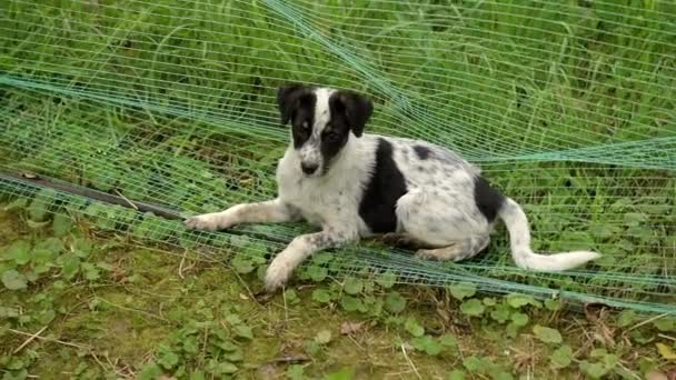 Homeless puppy lies in the garden. — Stock Video