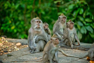Birçok maymun parkta kahvaltıya geldi. Maymun Ormanı, Ubud, Bali, Endonezya.
