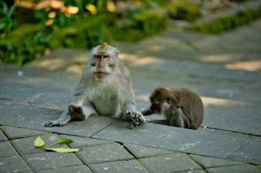 Kutsal bir parkta şirin bir maymun Maymun Ormanı, Ubud, Bali, Endonezya.