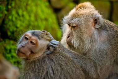 Kutsal bir parkta şirin bir maymun Maymun Ormanı, Ubud, Bali, Endonezya.