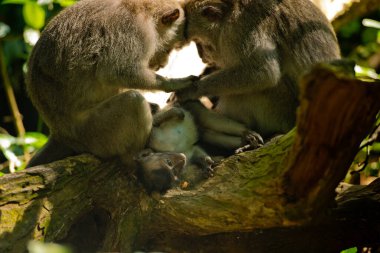 İki yetişkin ve bir bebeği olan maymun ailesi. Maymun Ormanı, Ubud, Bali, Endonezya.