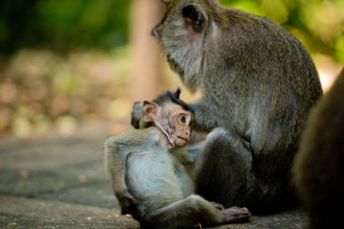 Kutsal bir parkta şirin bir maymun Maymun Ormanı, Ubud, Bali, Endonezya.