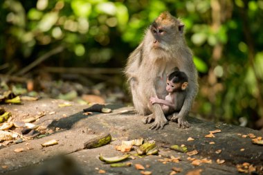 Kutsal bir parkta şirin bir maymun Maymun Ormanı, Ubud, Bali, Endonezya.