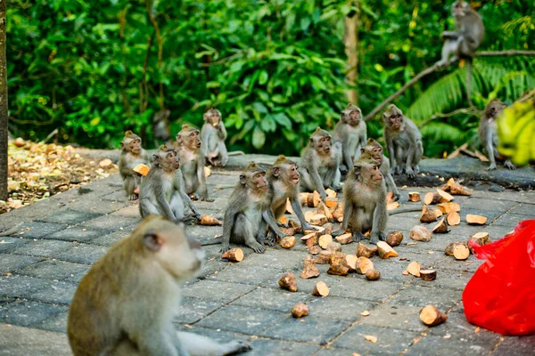 Muitos Macacos Vieram Para Café Manhã Parque Floresta Macacos Ubud — Fotografia de Stock