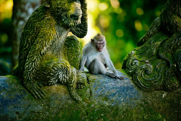 Małpa Siedzi Kamiennym Posągu Patrzy Las Małp Ubud Bali Indonezja — Zdjęcie stockowe