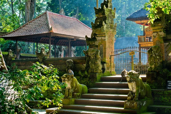 Los Monos Del Templo Sagrado Bosque Bosque Monos Ubud Bali —  Fotos de Stock