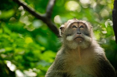 Maymun Ormanı 'ndaki portre maymununu kapatın. Ubud, Bali, Endonezya.