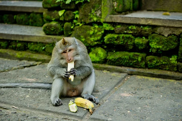 Adult monkey sits and eating banana fruit in the forest. Monkey forest, Ubud, Bali, Indonesia.
