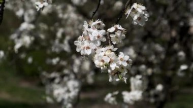 Hafif bir rüzgarla çiçek açan dal, yakın plan..