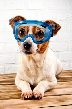 Mavi güvenlik gözlüklü şirin bir köpek tahta bir yüzeyde dinleniyor. Beyaz arkaplan.