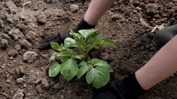 Handschoen handen zorgen voor een jonge groene spruit in vruchtbare zwarte grond. Close-up. — Stockvideo