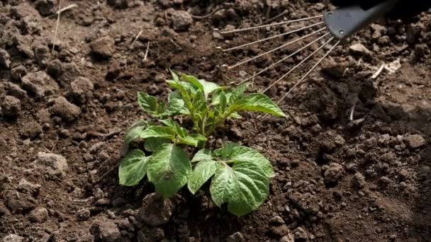 Zorgend voor een jonge groene spruit in vruchtbare zwarte grond. Close-up. — Stockvideo