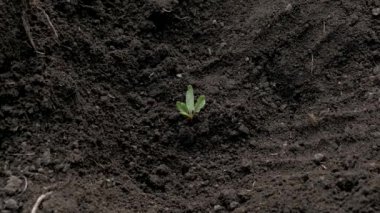 Bir elden fideleri sulamak.