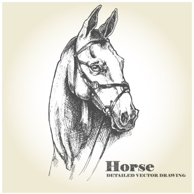 Elle çizilmiş at. Detaylı vektör çizim