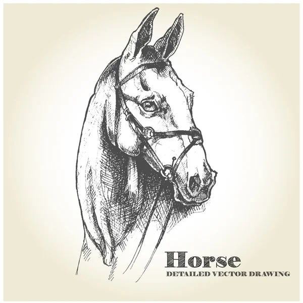 Hand drawn horse. Detailed vector drawing — Διανυσματικό Αρχείο