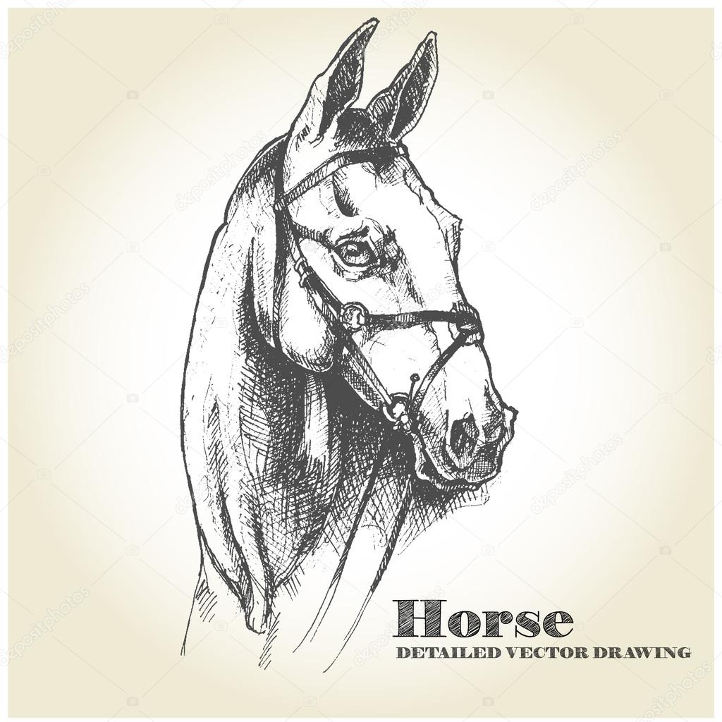 Hand drawn horse. Detailed vector drawing