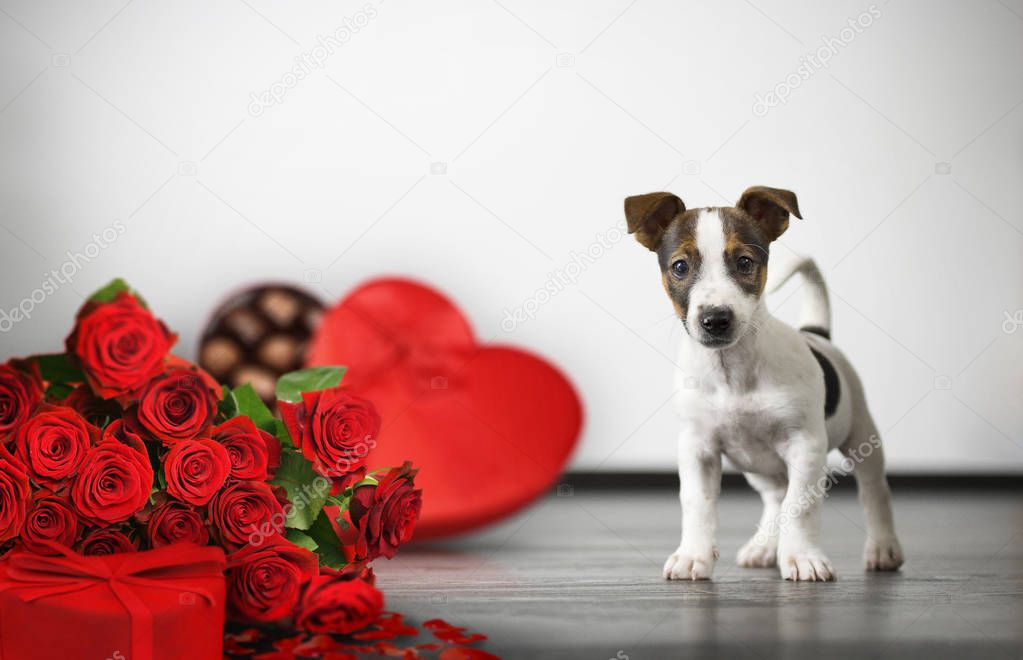 holiday dog - valentine day, birthday, name day