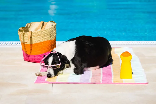 Cute Female Dog Wearing Sunglasses Sunbathing Poolside Summer Funny Summertime — Stock Photo, Image