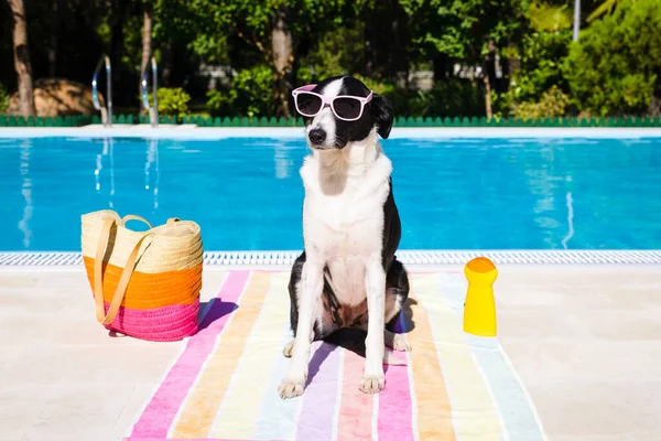 Funny Cute Dog Wearing Sunglasses Summer Vacation Swimming Pool — Stock Photo, Image