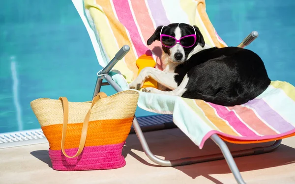 Funny Cute Female Dog Sunbathing Summer Vacation Wearing Sunglasses Pet — Stock Photo, Image