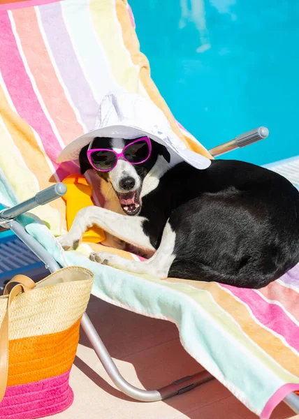 Смішний Собака Відпочиває Розслабляється Стільці Палуби Позіхання Літні Канікули Басейні — стокове фото