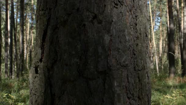 Shadow on a pine in a forest — Stock Footage Shadow on a pine in a forest Stock Footage