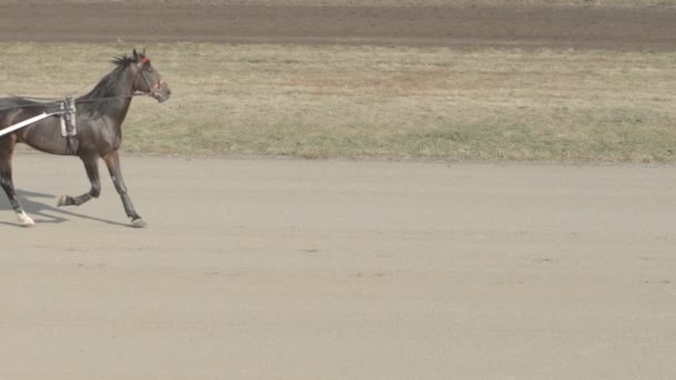 Two horses with jockeys run on a track in other sides (slow motion) — Stock Footage Two horses with jockeys run on a track in other sides (slow motion) Video Clip