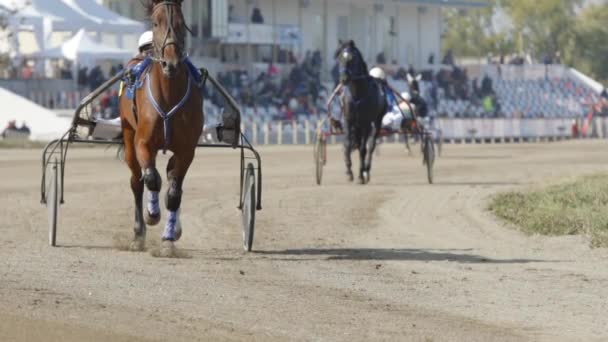 Two racing horses trots on a track of stadium (slow motion) — Stock Footage Two racing horses trots on a track of stadium (slow motion) Royalty Free Stock Footage