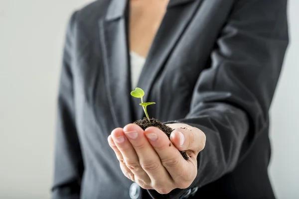 Mujer profesional sosteniendo una planta germinante —  Fotos de Stock