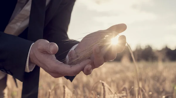 Las manos de un hombre en un campo de trigo con la explosión del sol —  Fotos de Stock
