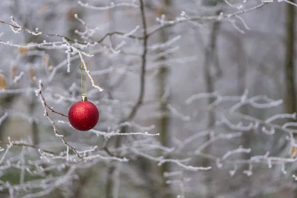 Red Christmas ball ornament hanging on a winter tree branch — Stock Photo, Image